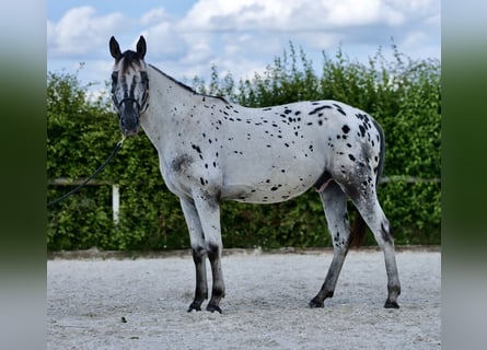 Appaloosa, Wallach, 4 Jahre, 158 cm