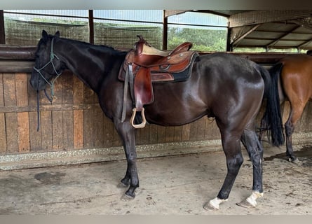 Appaloosa, Wallach, 4 Jahre, Rappe