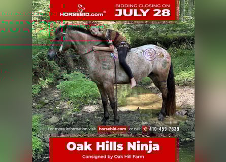 Appaloosa Mix, Wallach, 5 Jahre, 152 cm, Rotbrauner