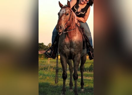 Appaloosa, Wallach, 5 Jahre, 153 cm, Rotbrauner