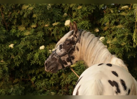Appaloosa, Wallach, 5 Jahre
