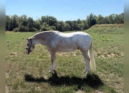 Appaloosa Mix, Wallach, 7 Jahre, 153 cm