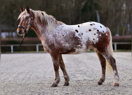 Appaloosa, Wallach, 7 Jahre, 153 cm, Red Dun