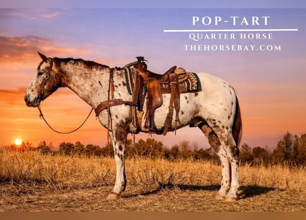 Appaloosa Mix, Wallach, 7 Jahre, 155 cm, White