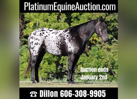 Appaloosa, Wallach, 7 Jahre, Rappe