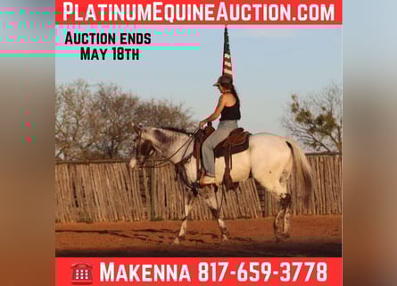 Appaloosa, Wallach, 8 Jahre, 155 cm, Rappe