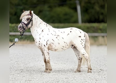 Appaloosa, Wallach, 8 Jahre, 98 cm, Tigerschecke