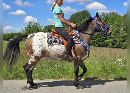 Appaloosa, Wallach, 9 Jahre, 151 cm, Tigerschecke