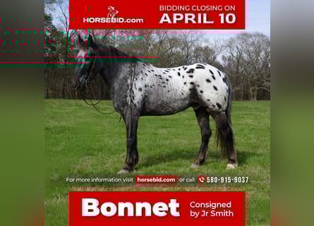 Appaloosa Mix, Wallach, 9 Jahre, Roan-Blue