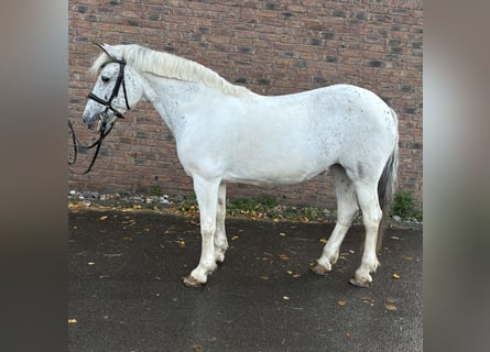 Appaloosa, Yegua, 11 años, 155 cm, Tordo picazo