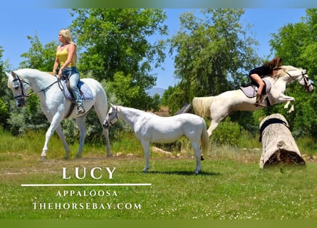 Appaloosa, Yegua, 12 años, 155 cm, White/Blanco