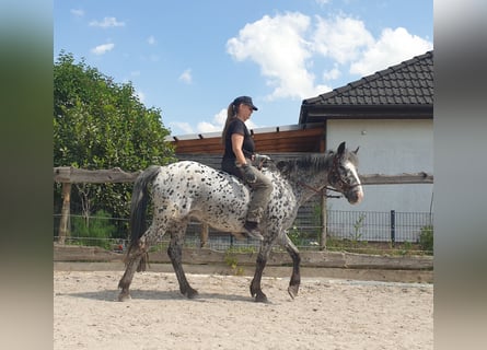 Appaloosa, Yegua, 13 años, 152 cm, Atigrado/Moteado