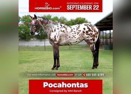 Appaloosa, Yegua, 15 años, 152 cm