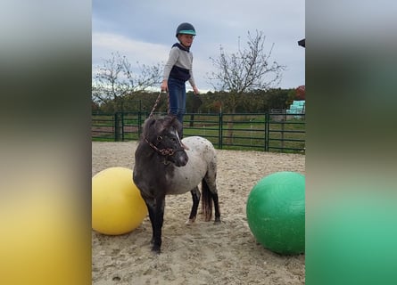 Appaloosa, Yegua, 3 años, 124 cm, Atigrado/Moteado