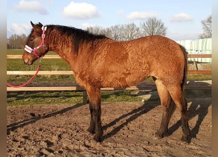 Appaloosa Mestizo, Yegua, 3 años, 163 cm, Grullo
