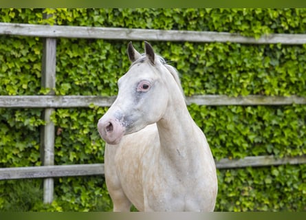 Appaloosa, Yegua, 4 años, 136 cm, Palomino