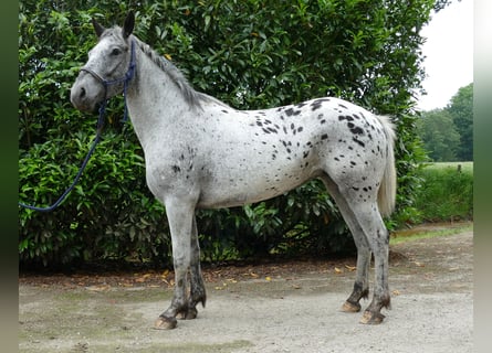 Appaloosa, Yegua, 4 años, 149 cm, Atigrado/Moteado