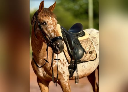 Appaloosa, Yegua, 4 años, 155 cm, Atigrado/Moteado