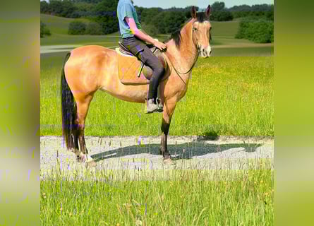 Appaloosa, Yegua, 5 años, 155 cm, Castaño-ruano