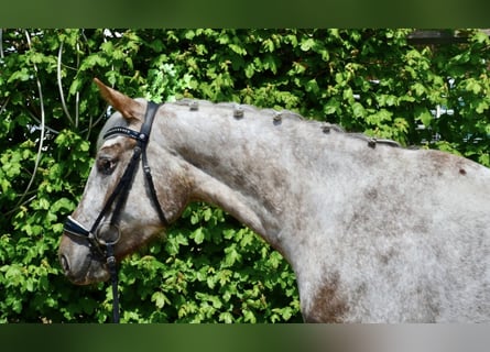 Appaloosa, Yegua, 6 años, 158 cm, Atigrado/Moteado