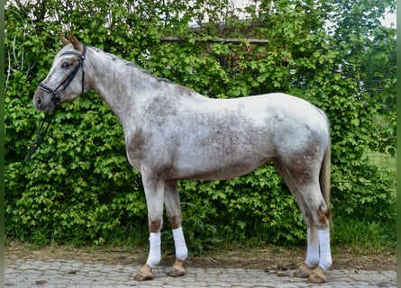 Appaloosa, Yegua, 6 años, 158 cm, Atigrado/Moteado