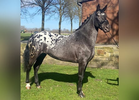 Appaloosa, Yegua, 6 años, 160 cm, Tordillo negro