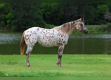 Appaloosa, Yegua, 7 años, 147 cm, Alazán rojizo