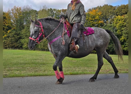 Appaloosa Mestizo, Yegua, 8 años, 154 cm, Atigrado/Moteado