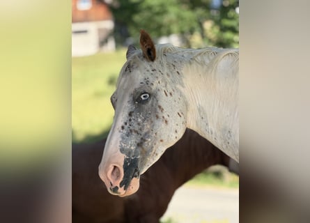 Appaloosa Mestizo, Yegua, 8 años, 155 cm, Tordo