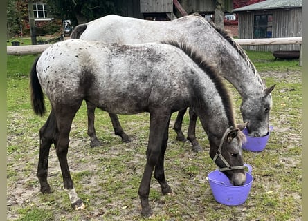Appaloosa Mestizo, Yegua, Potro (06/2025), 130 cm