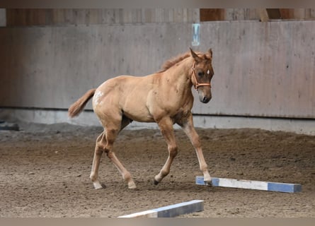 Appaloosa, Yegua, Potro (04/2026), 155 cm