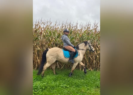 Arabe asil Croisé, Hongre, 11 Ans, 138 cm, Isabelle