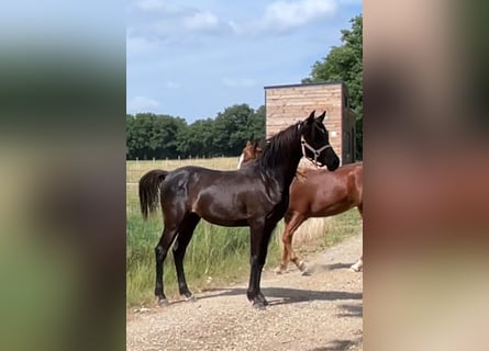 Arabe asil, Hongre, 1 Année, 147 cm, Noir