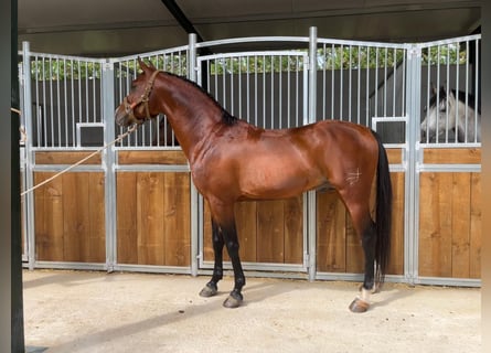 Arabe berbère, Étalon, 8 Ans, 157 cm, Bai