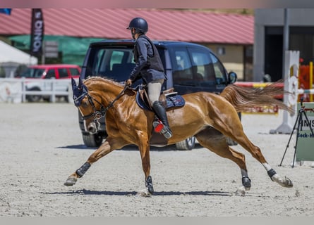 Arabe berbère, Jument, 13 Ans, Alezan