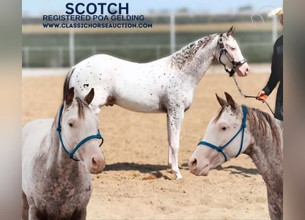 Árabe bereber, Caballo castrado, 1 año, 142 cm, Atigrado/Moteado