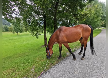 Árabe egipcio, Caballo castrado, 17 años, 154 cm, Castaño