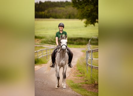 Árabe egipcio, Caballo castrado, 4 años, 155 cm, Tordo