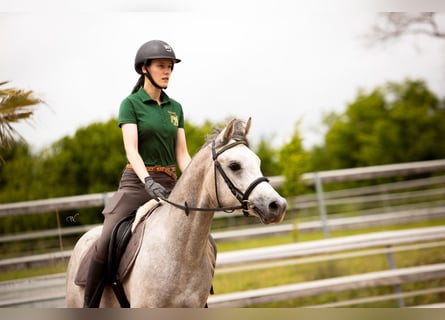Árabe egipcio, Caballo castrado, 4 años, 155 cm, Tordo