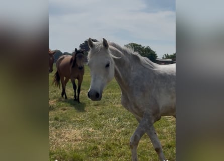 Árabe egipcio, Caballo castrado, 5 años, 158 cm, Tordo