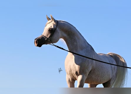 Árabe egipcio, Semental, 12 años, 155 cm, Tordo