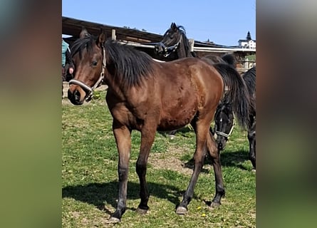Árabe egipcio, Semental, 1 año, Castaño