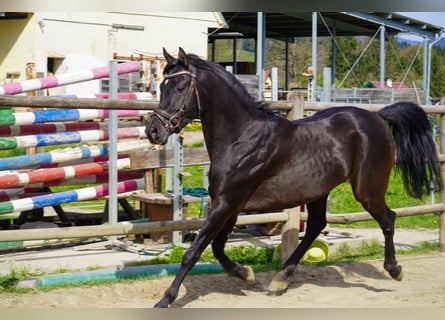 Árabe egipcio, Semental, 6 años, 152 cm, Negro