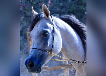 Árabe egipcio, Semental, 6 años, 160 cm, White/Blanco