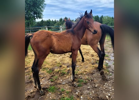 Árabe egipcio, Semental, Potro (03/2025), Castaño