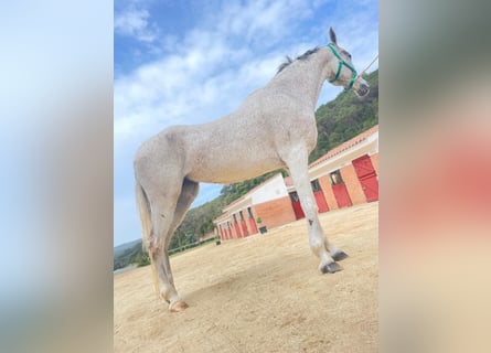 Árabe egipcio, Yegua, 16 años, 165 cm, Tordo