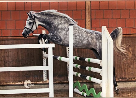 Arabe égyptien, Étalon, 8 Ans, 158 cm, Gris