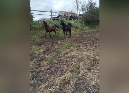 Arabe égyptien, Étalon, Poulain (03/2025), Bai