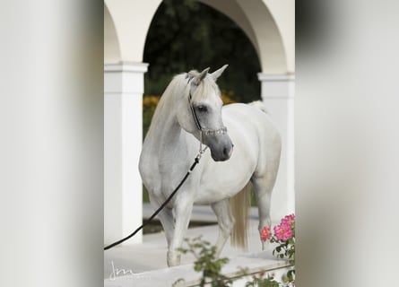 Arabe égyptien, Jument, 14 Ans, 155 cm, Gris