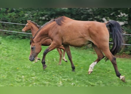 Arabe égyptien, Jument, 18 Ans, 159 cm, Bai